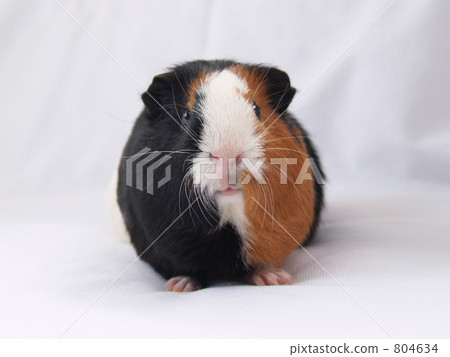 可愛的豚鼠 804634