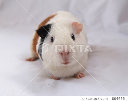 看照相機的試驗品 804636