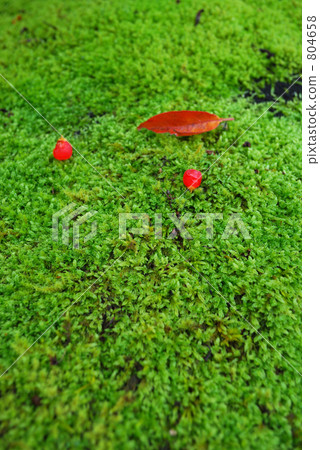 苔蘚和紅豆杉的果實（垂直） 804658