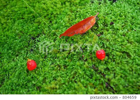 Moss and yew tree fruit (sideways) Moss and yew tree fruit (sideways) 804659