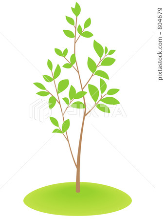 Wakaki(natsubaki) Wakaki(natsubaki) 804679