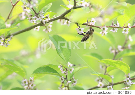 Ummodoku and bees 804889