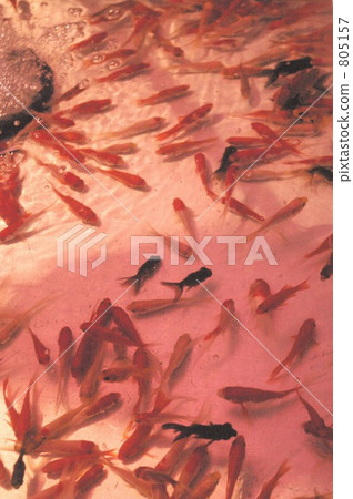 “附近的金魚” 805157