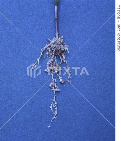 Root Root 805311
