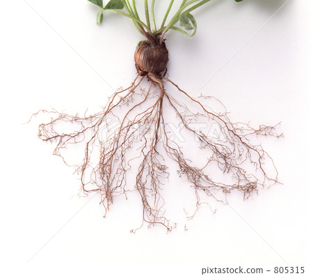 Root Root 805315