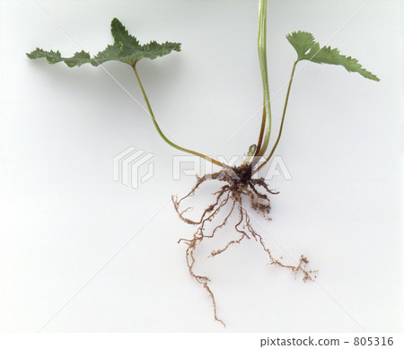 Root Root 805316