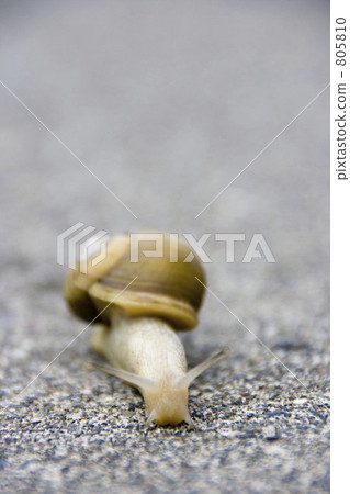 snails snails 805810