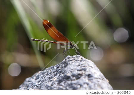 Sus野市的Miyama Kawatonbomesu Sus野市的Miyama Kawatonbomesu 805840