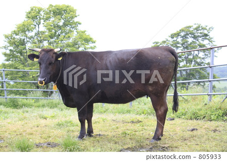 短馬銜 短馬銜 805933