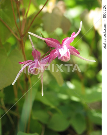 Freshwater leek 806226