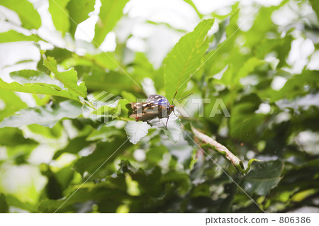 Omurasaki's male 806386