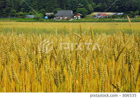 Walking Tono · wheat fields Walking Tono · wheat fields 806535
