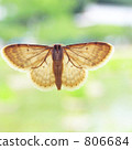 moth, moths, bug 806684