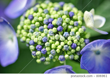 Hydrangea 1 Hydrangea 1 806961
