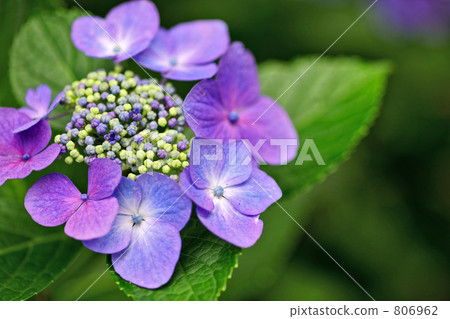 Hydrangea 2 806962