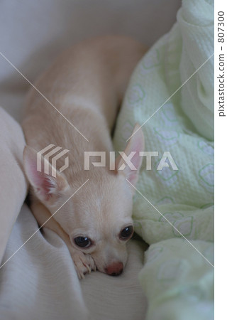 Chihuahuas (Snow) Chihuahuas (Snow) 807300