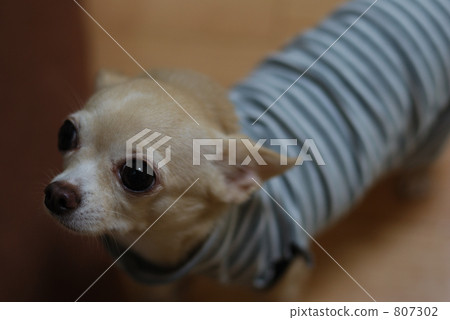 Chihuahuas (border shirt) Chihuahuas (border shirt) 807302