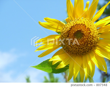 Midsummer sunflower 807348