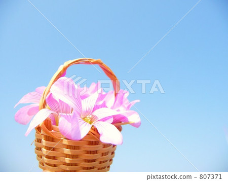 Murasaki Kabaki Murasaki Kabaki 807371