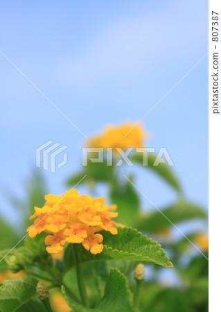 Flowers of seven differentiation (Lantana) 807387