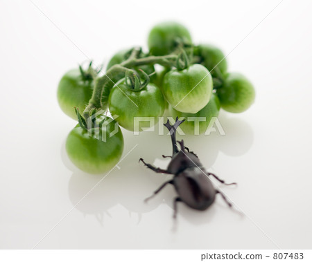 綠色蕃茄和甲蟲 807483