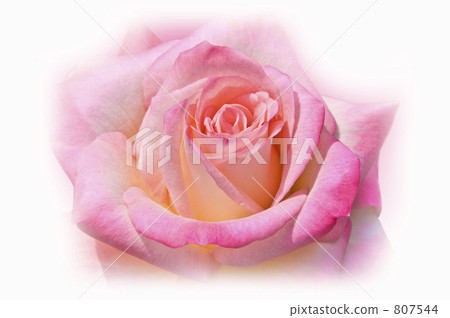 Rose image Rose image 807544