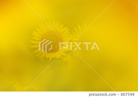 Sunflower 06 Sunflower 06 807599
