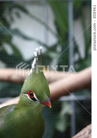 Livingstone Eboshidori 808461