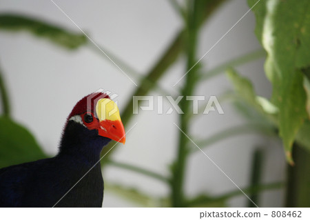 Nishi Musaki Eboshidori 808462