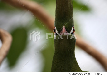 Guinea Eboshidori 808472