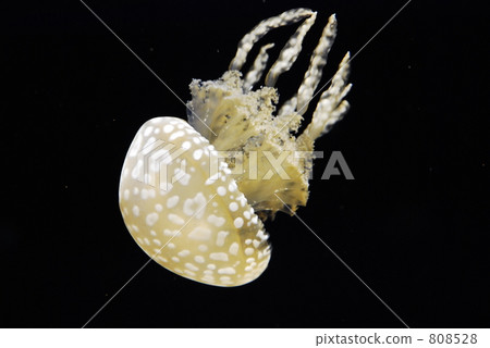 jellyfish, cnidaria, one small animal 808528