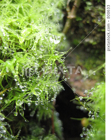 Sugi Gouke getting wet in the rain Sugi Gouke getting wet in the rain 808633