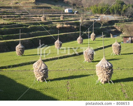 Landscape with rowed rice straws Landscape with rowed rice straws 808653
