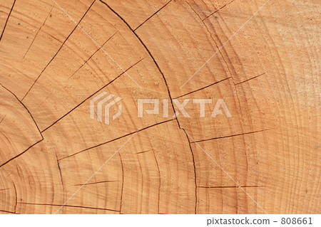 檜木的橫截面 808661
