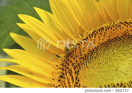 Sunflower up and bee Sunflower up and bee 808737