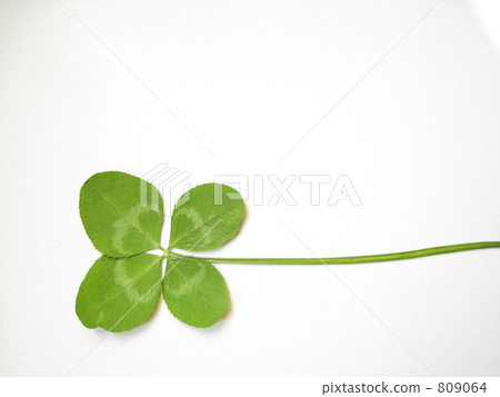 four Leaf Clover  809064