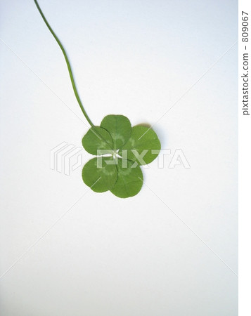 Five leaf clover 809067