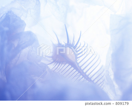 shell, shellfish, Murex 809179