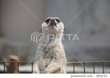 meerkat meerkat 809254