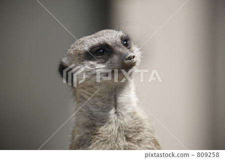 meerkat meerkat 809258