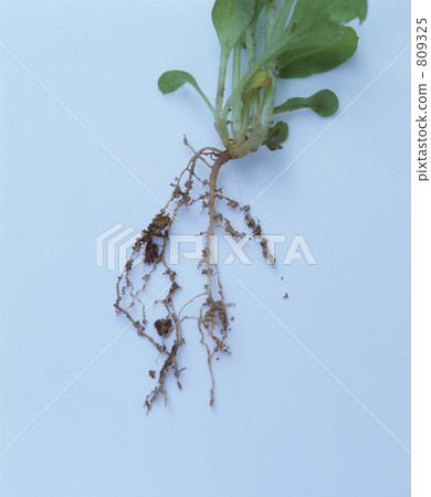 Root 809325