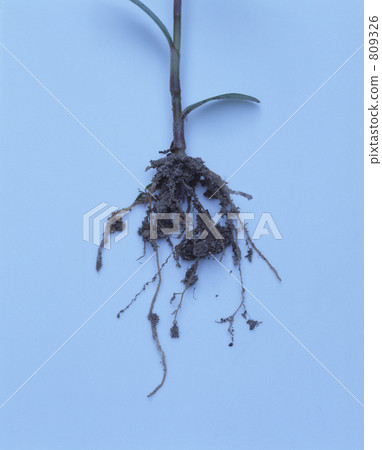 Root Root 809326
