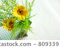 Yellow Gerbera 809339