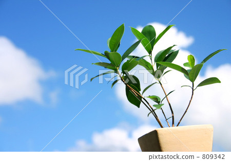 Leaves in the sky 809342