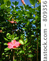 Red hibiscus 809356