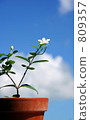White little flower 809357