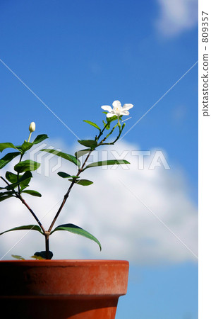White little flower 809357