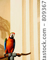 Red parrot 809367
