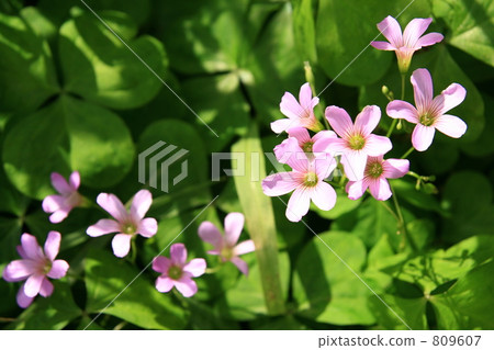 Murasaki Kabaki Flower Murasaki Kabaki Flower 809607