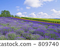 Lavender of the north country 809740
